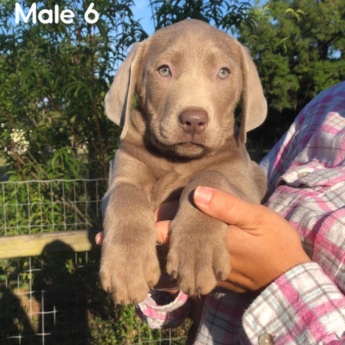 Anglick� st��brn� labradorsk� �t���tka !!