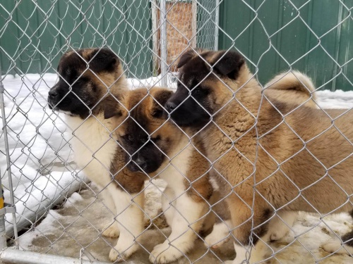 akita inu �t��ata k adopci