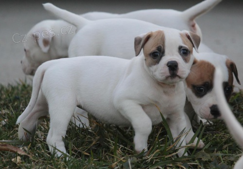 Americky buldok �t���tka k dispozici zdarma