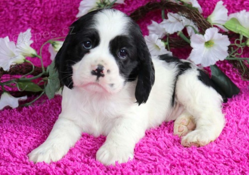 americk� kokr�pan�l �t��ata k dispozici zdarma