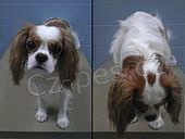 Kr�l Charles Spaniel