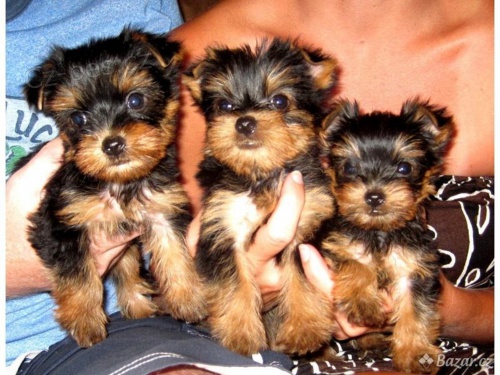 yorki� terier bez PP