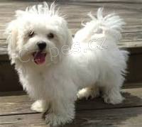 malt�tina �t��ata k adopci