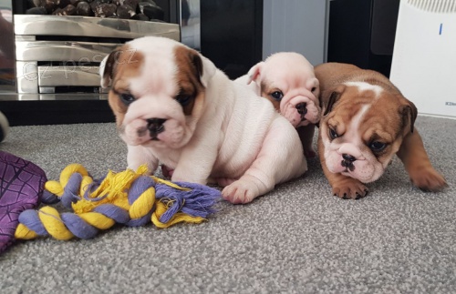 Anglick� buldog - v�echny vrhy