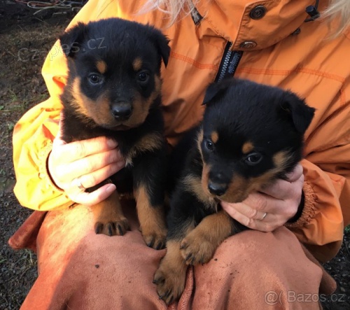 Rotvajler �ten�tka s PP.