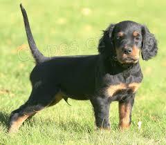 Gordonsetr �t��ata k adopci