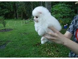 dv� kr�sn� �pic pomeranian �t��ata