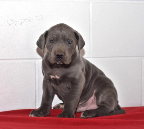 Socializovan� �t��ata