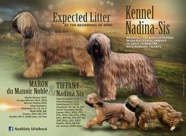 Briard - �t��ata s PP