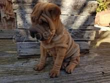 kr�sn� �t��ata Shar Pei p�ipraven� pro v�s