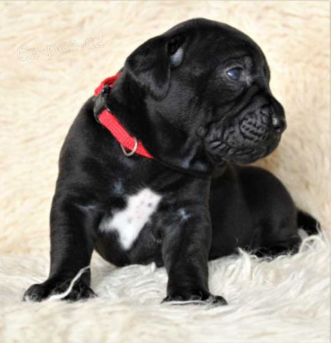 Tosa inu  -  �ern� �t���tka s PP-fenky