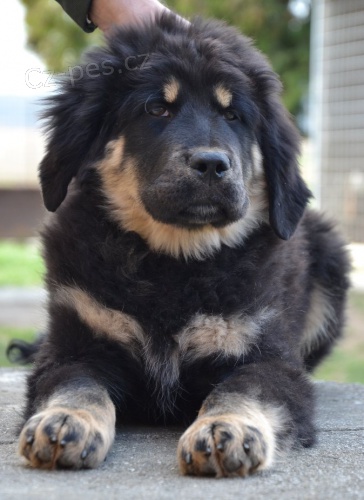 Tibetsk� doga - �t�n� s PP