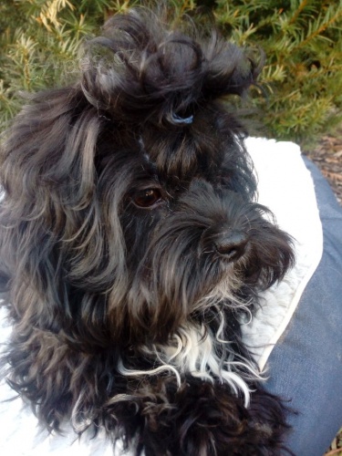 Barevn� bolonsk� ps�k-rusk� barevn�