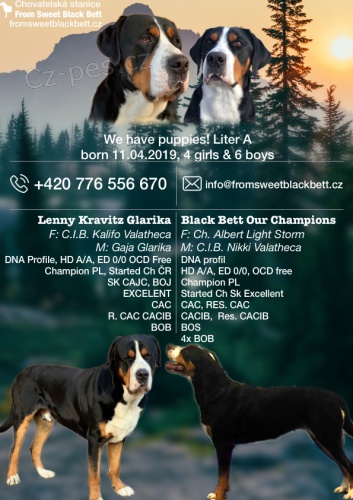 Velk� �v�carsk� sala�nick� pes