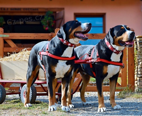 Velk� �v�carsk� sal. pes