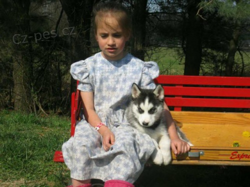 N�dhern� �t��ata sibi�sk�ho Husky