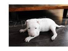 K dispozici �t��ata bulteri�ra