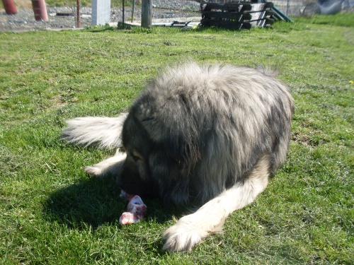 �ARPLANINSK� PASTEVECK� PES � fena a pes na prodej.