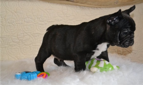 Francuzk� buldo�ek