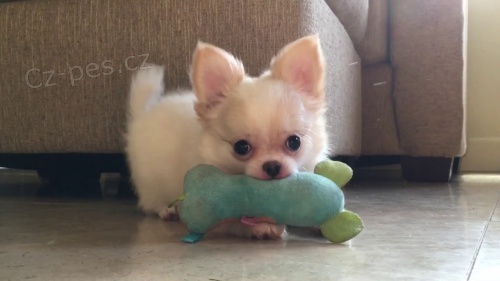 �ivava, kr�sn� �t���tka s PP.