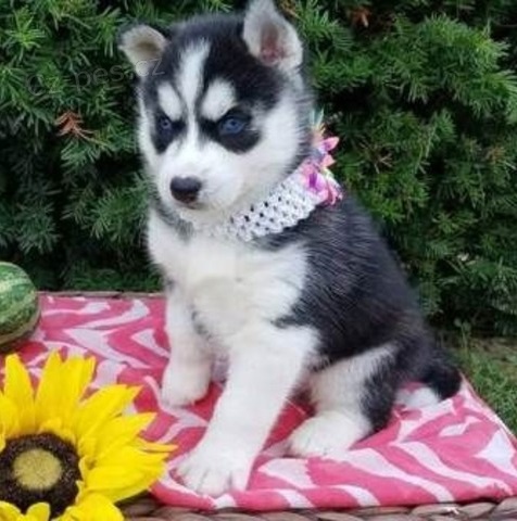 �t��ata sibi�sk�ho Husky