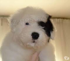 2 zdrav� �t���tka Bobtail pro dom�c� p�ijet�.