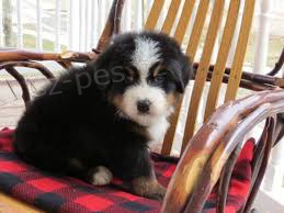 �t��ata s PP FCI Border kolie