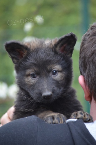 N�meck� ov��k �t��ata