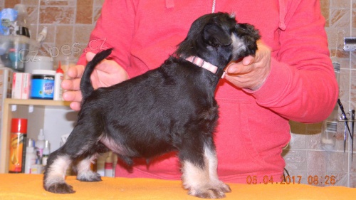 Kn�ra� mal� s pp