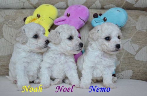 �t���tka bi�onk� s PP - kluci