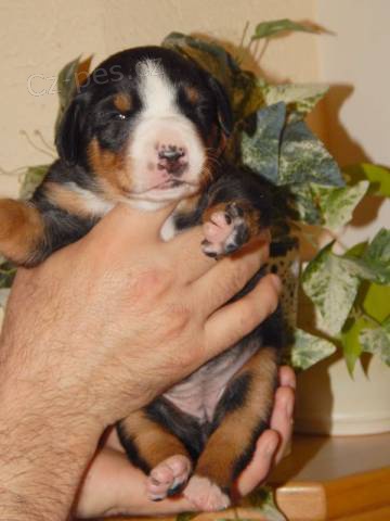 Appenzellsk� sala�n�cky pes