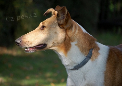 �t���tka - kr�tkosrst� kolie