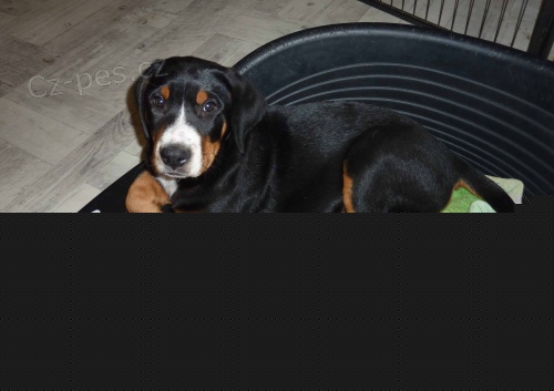 Velk� �v�carsk� sala�nick� pes s PP