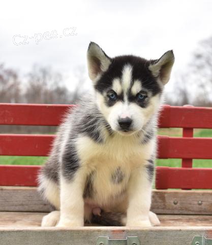 Okouzluj�c� �t��ata sibi�sk�ho Husky