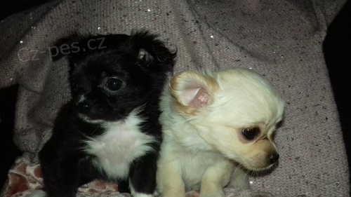 �ivava bez PP - dvė kr�sn� fene�ky