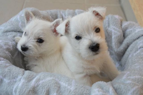 �t��ata west�k� s PP - prodej