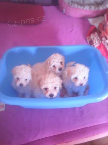 �t���tka bolo�sk�ho ps�ka