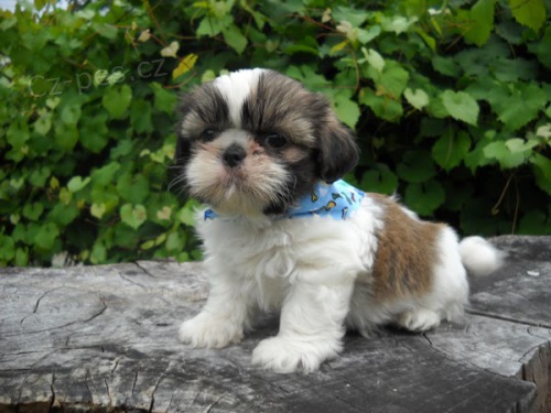 �t��ata Shih-tzu