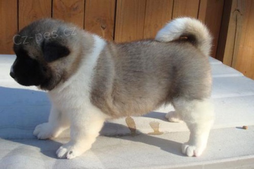 Akita-inu �t��ata na prodej