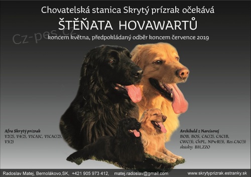 Hovawart - �t��ata