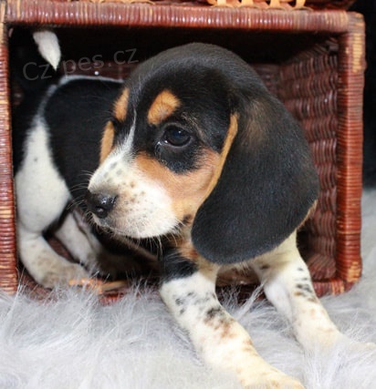 N�dhern� �t��ata Beagle pro p�ijet�