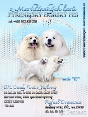 Pyrenejsk� horsk� pes