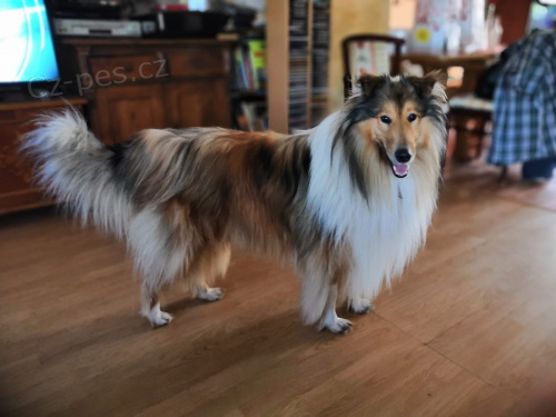 Kolie zlat� dlouhosrst� ke kryt�