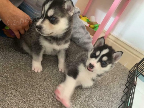 modr� o�i �t��ata sibi�sk� husky