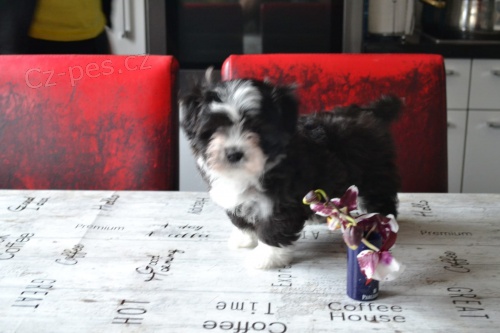 �t��ata havanese jsou k dispozici