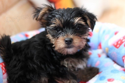 Hrav� jork��rsk� �t���tka k adopci