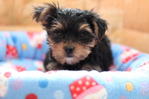 Hrav� jork��rsk� �t���tka k adopci