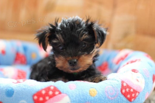 Hrav� jork��rsk� �t���tka k adopci