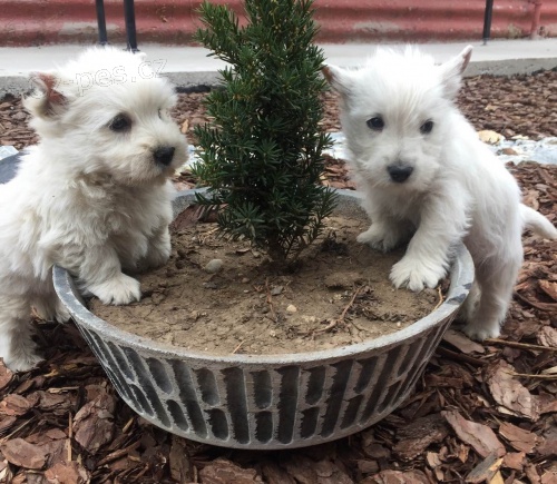 west highland teri�r �t��ata p�ipravena j�t do nov�ch domov�