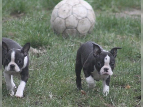 �t��ata roztomil� boston teri�r